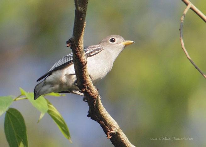 Yellow-billed Cotinga (Carpodectes antoniae) photo