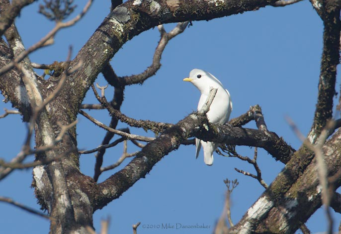 Yellow-billed Cotinga (Carpodectes antoniae) photo