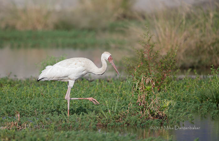 Siberian Crane (Grus leucogeranus) photo