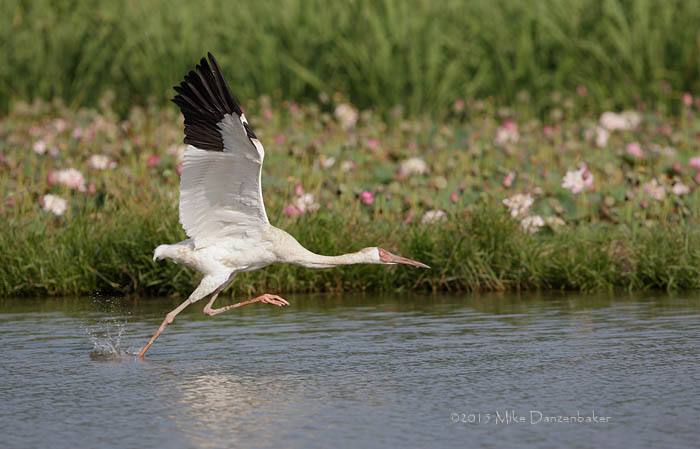 Siberian Crane (Grus leucogeranus) photo