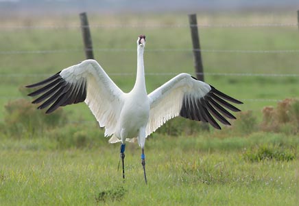 Whooping Crane (Grus americana) photo