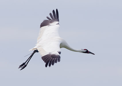 Whooping Crane (Grus americana) photo