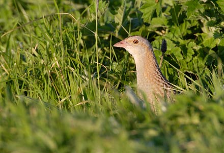 Corn Crake (Crex crex) photo