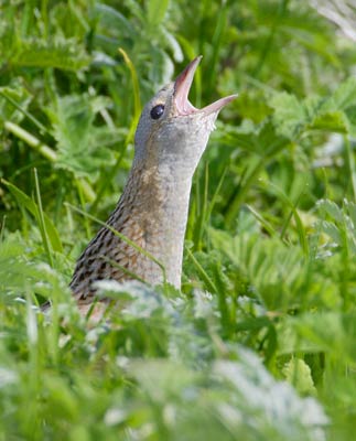 Corn Crake (Crex crex) photo