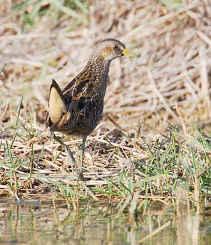 Spotted Crake (Porzana porzana) photo