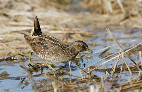 Spotted Crake (Porzana porzana) photo