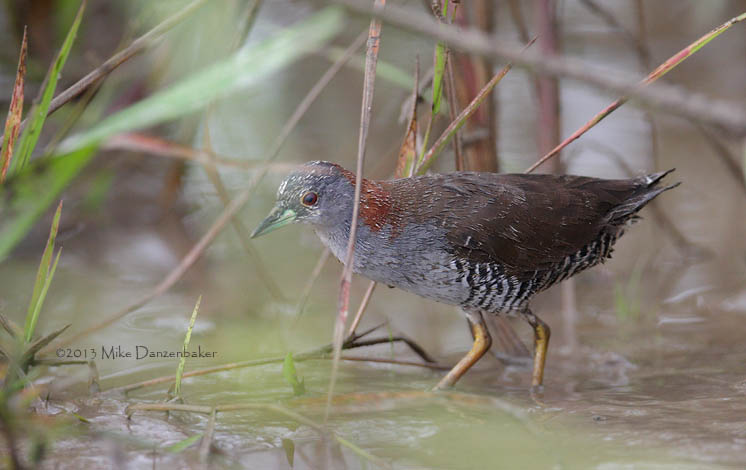 Gray-breasted Crake (Laterallus exilis) photo