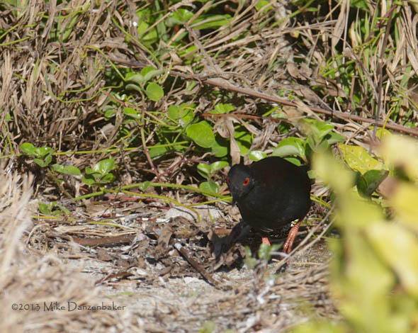 Spotless Crake (Porzana tabuensis) photo