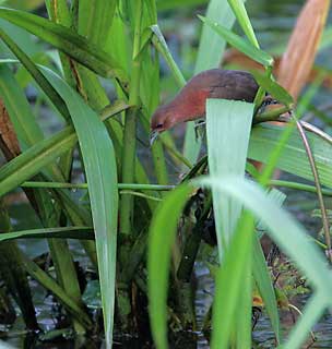 White-throated Crake (Laterallus albigularis) photo