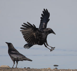 American Crow (Corvus brachyrhynchos) photo