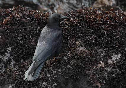 American Crow (Corvus brachyrhynchos) photo