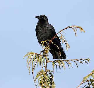 Northwestern Crow (Corvus caurinus) photo