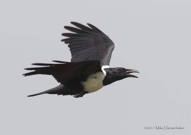 Pied Crow (Corvus albus) photo