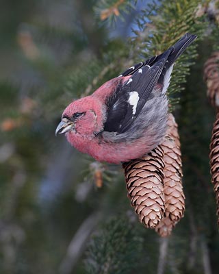 White-winged Crossbill (Loxia leucoptera) photo