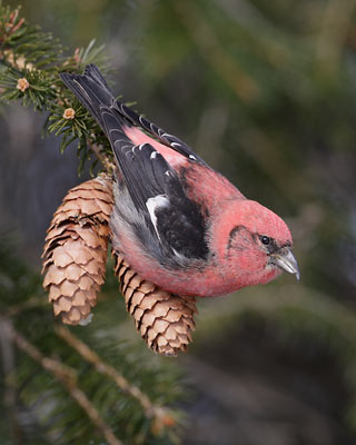 White-winged Crossbill (Loxia leucoptera) photo