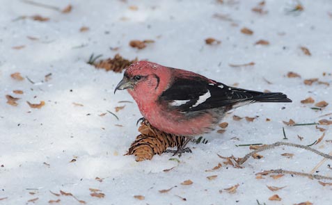 White-winged Crossbill (Loxia leucoptera) photo
