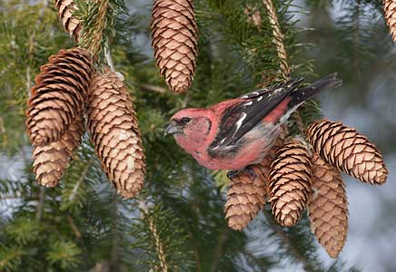 White-winged Crossbill (Loxia leucoptera) photo