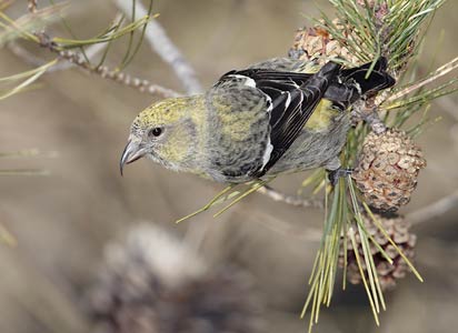 White-winged Crossbill (Loxia leucoptera) photo