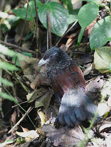 Banded Ground Cuckoo (Neomorphus radiolosus) photo