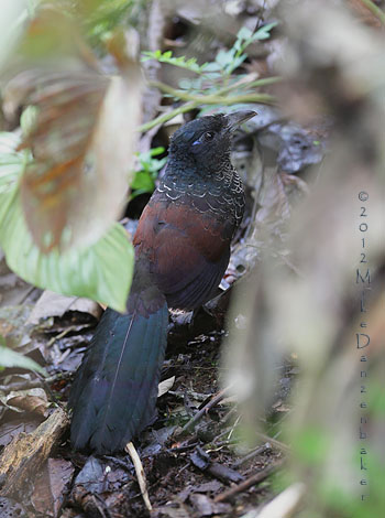 Banded Ground Cuckoo (Neomorphus radiolosus) photo