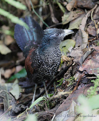 Banded Ground Cuckoo (Neomorphus radiolosus) photo