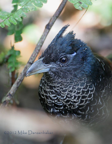 Banded Ground Cuckoo (Neomorphus radiolosus) photo