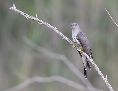 Common Cuckoo (Cuculus canorus) photo