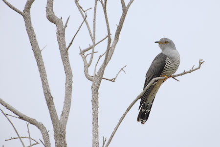Common Cuckoo (Cuculus canorus) photo