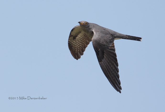Common Cuckoo (Cuculus canorus) photo