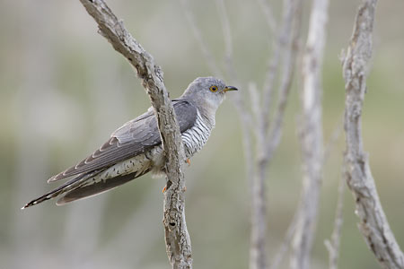 Common Cuckoo (Cuculus canorus) photo