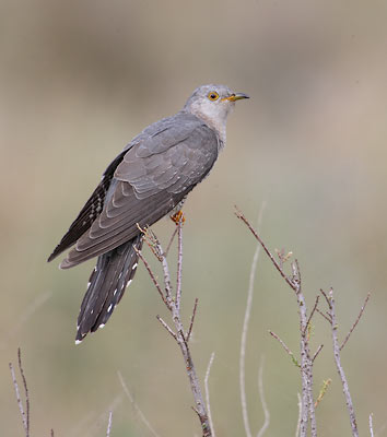 Common Cuckoo (Cuculus canorus) photo