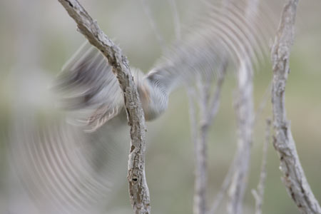Common Cuckoo (Cuculus canorus) photo