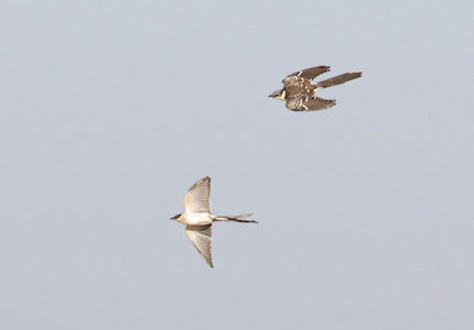 Great Spotted Cuckoo (Clamator glandarius) photo