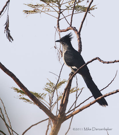 Levaillant's Cuckoo (Clamator levaillantii) photo
