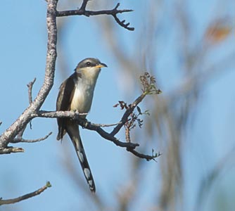 Mangrove Cuckoo (Coccyzus minor) photo image