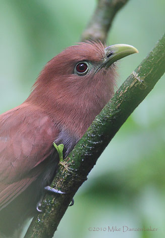 Squirrel Cuckoo (Piaya cayana) photo