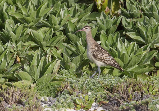 Bristle-thighed Curlew (Numenius tahitiensis) photo