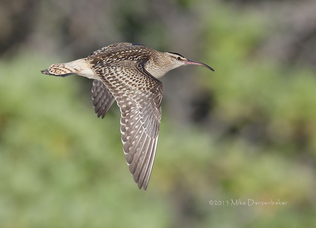 Bristle-thighed Curlew (Numenius tahitiensis) photo