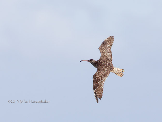 Bristle-thighed Curlew (Numenius tahitiensis) photo