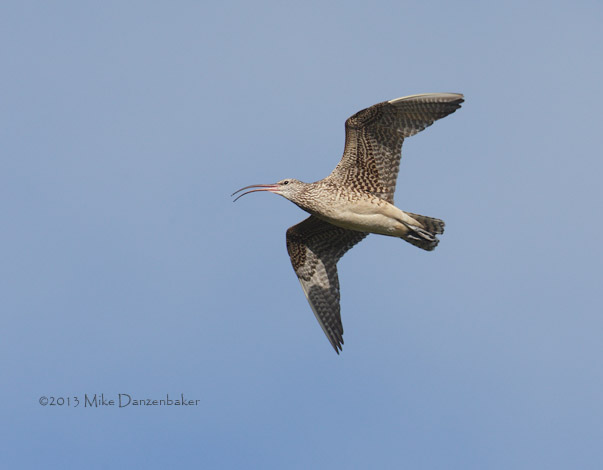 Bristle-thighed Curlew (Numenius tahitiensis) photo