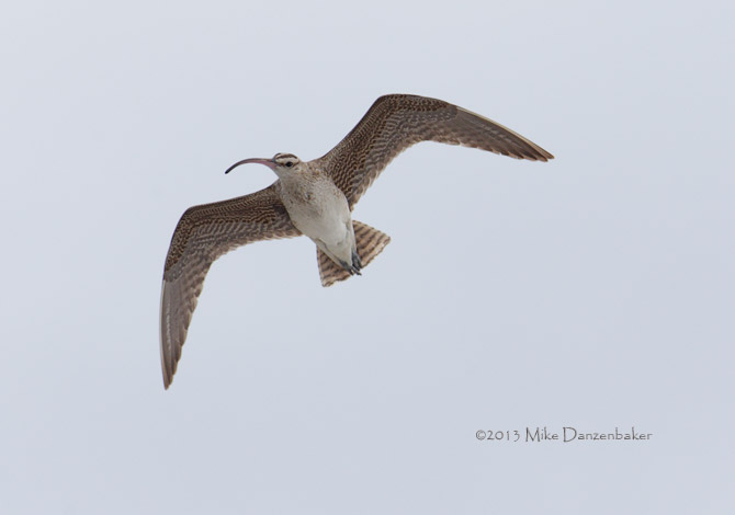 Bristle-thighed Curlew (Numenius tahitiensis) photo