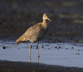 Eurasian Curlew (Numenius arquata) photo image