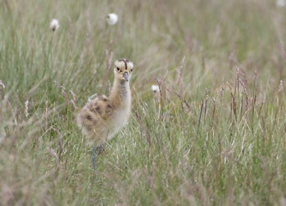 Eurasian Curlew (Numenius arquata) photo