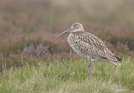 Eurasian Curlew (Numenius arquata) photo