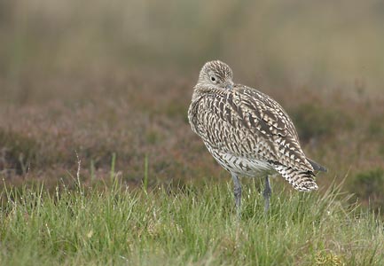 Eurasian Curlew (Numenius arquata) photo
