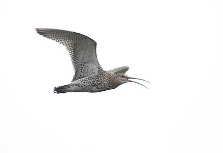 Eurasian Curlew (Numenius arquata) photo