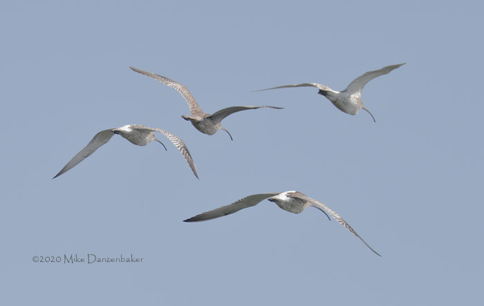Far Eastern Curlew (Numenius madagascariensis) photo