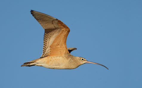 Long-billed Curlew (Numenius americanus) photo