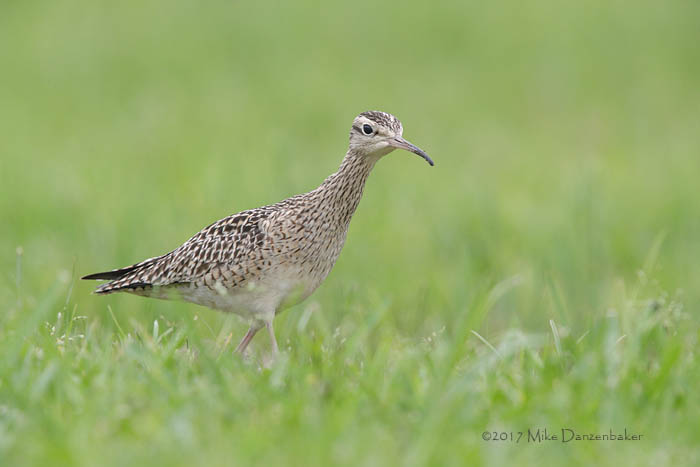 Little Curlew (Numenius minutus) photo