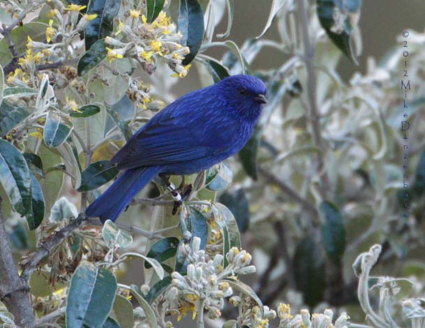 Tit-like Dacnis (Xenodacnis parina) photo